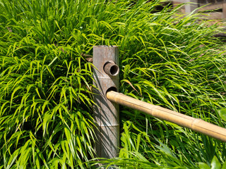 Handmade bamboo tree trunk fence.