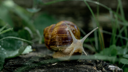 burgundy snail crawls in green grass
