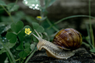 burgundy snail in the grass near a yellow flower