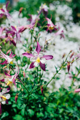 Flower meadow in summer with pink flowers. Sunlight. A field of wildflowers. Beautiful garden and flower bed.