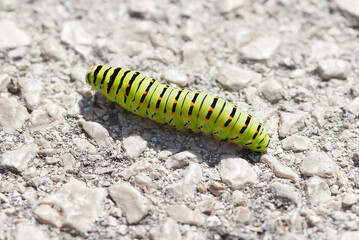 fat green caterpillar with black stripes on a rocky path, macro photo
