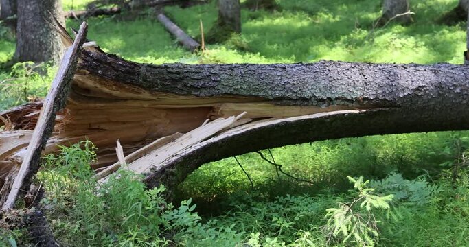 Panning shot of a large broken pine tree in the grass put down by a strong wind