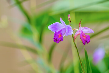 Wild orchids growing along the Peruvian Amazon