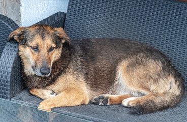 Dog lying on the chair