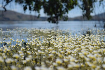 Thickets of flowering mulberry on the surface of the lake against the background of a hanging tree