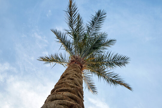 Beautiful green coconut palm trees on tropical beach against blue sky. Summer vacation concept