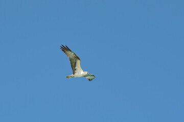Fototapeta premium Beautiful wild bird eagle with spread wings flying high in blue sky