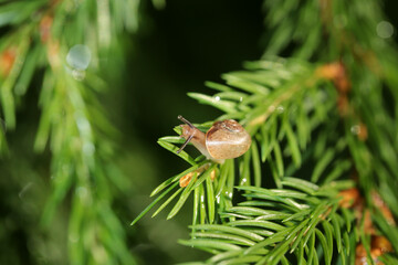 Cute little snail with a shell crawling on a twig, macro photography, beautiful bokeh, life in nature