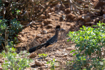 A greater roadrunner, Geococcyx californianus, with breakfast, a spotted Sonoran whiptail lizard. Seen in the Sonoran Desert at the base of the Catalina Mountains. Oro Valley, Arizona, USA.