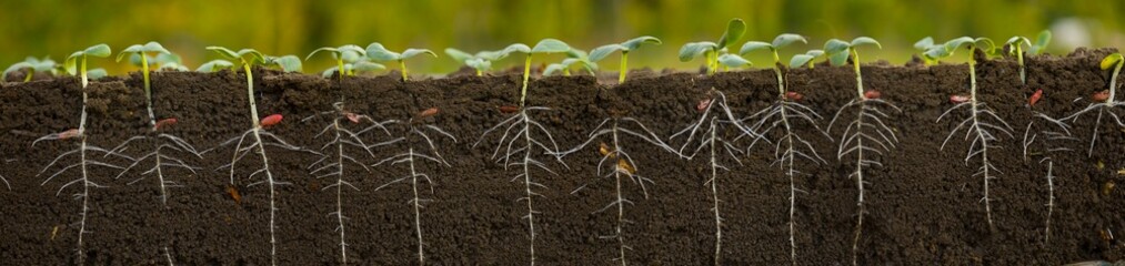Young cucumber plants with roots.