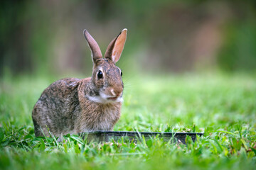 Grey small hare eating grass on summer field. Wild rabbit in nature