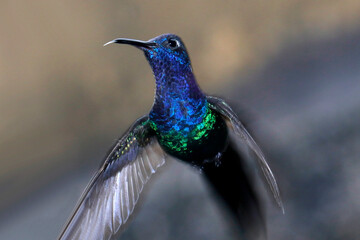 hummingbird in flight © Mrio