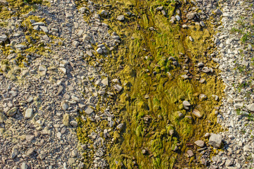 Stones on a dried river with moss and frog weed,