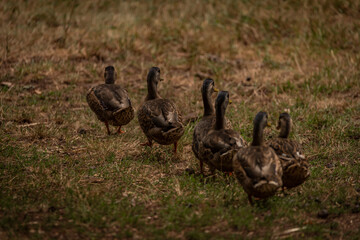 Brown duck near dirty water lake in summer dry day