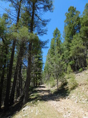 Fototapeta premium Woods