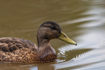Brown duck near dirty water lake in summer dry day