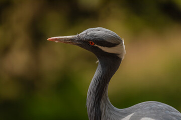 Grus grus bird in summer dry hot day near lake with dirty water