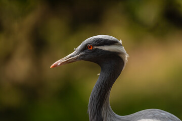 Fototapeta premium Grus grus bird in summer dry hot day near lake with dirty water