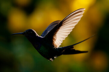 hummingbird in flight