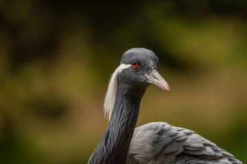 Grus grus bird in summer dry hot day near lake with dirty water