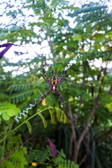 a fairly large spider with yellow and black gradations in its web against the blurry background of a dense garden