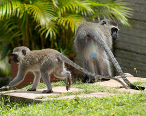 Adult male vervet monkey with troop