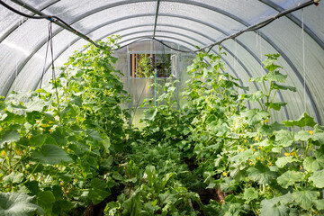 Fototapeta na wymiar The cultivation of cucumbers in greenhouses. Growing of vegetables in greenhouses