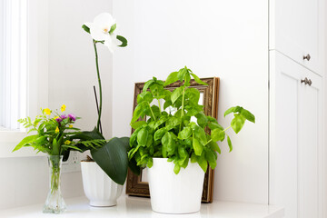 Selective focus horizontal still life of basil plant, orchid and small bouquet of wildflowers on white kitchen background with gold-framed mirror