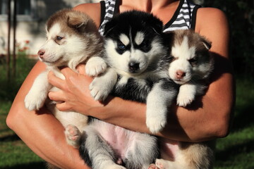 Husky puppies in the arms of a girl