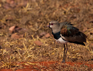Southern lapwing (Vanellus chilensis)  ruffling the colored feathers.