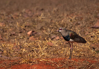 Southern lapwing (Vanellus chilensis)  in its territory in grassland habitat. Autumn savanna landscape.