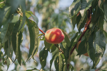 One ripe peach hanging on a tree branch