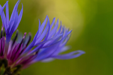 Blooming cornflower blue on a green background on a sunny day macro photography. Fresh bachelor's button flower with purple thin petals in springtime close-up photo.