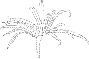 Vector tropical bush. Rain forest plant illustraion.