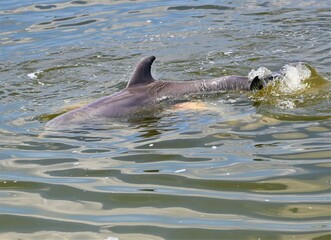 Dolphins of orange beach