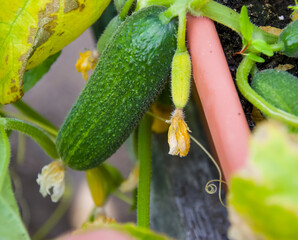 A cucumber growing on a cucumber vine in an outdoor pot.