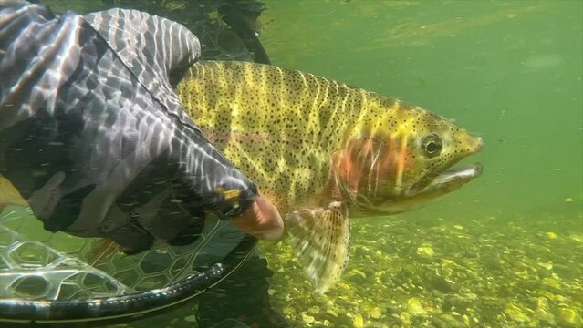 A underwater rainbow trout release by a fly fisherman.