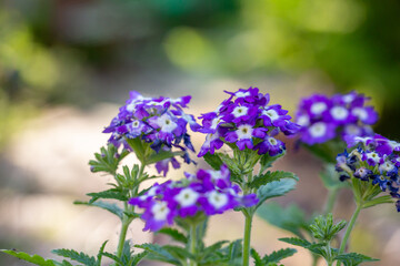 Fototapeta premium Blooming purple verbena flowers on a sunny day close-up photo. Garden flowers of violet vervain flowers in sunlight in springtime. A glade of lilac wildflowers in the sunset light in the summer.