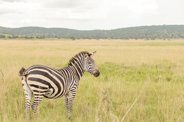 Fototapeta na wymiar Lonely zebra standing and zebra grazes on the field with dried grass