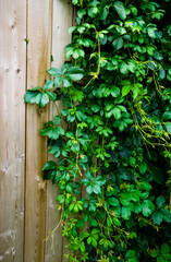 A vine sprawling across a wooden fence.