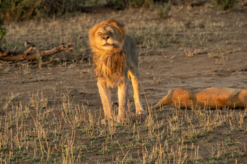 Fototapeta na wymiar Lions (Panthera leo) enjoying a nice evening in Mashatu Game Reserve; Botswana; Africa