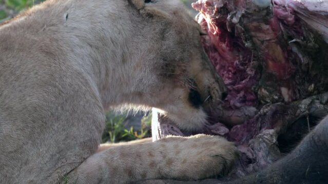 Close-up of a predator eating its prey. The lion eats buffalo meat. Lucky lioness tearing with fangs and paws with claws the meat of a killed animal in the wild nature of the African savannah