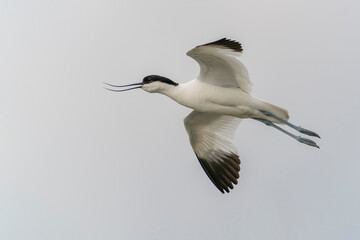  Beautiful Pied avocet   (Recurvirostra avosetta) in flight above the water. Gelderland in the Netherlands.         