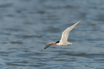 Fototapeta na wymiar Common Tern (Sterna hirundo) in flight. Gelderland in the Netherlands. 