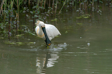 Beautiful Eurasian Spoonbill or common spoonbill (Platalea leucorodia) walking in shallow water hunting for food. Gelderland in the Netherlands.