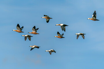 Flock of migrating Ruddy Shelduck (Tadorna ferruginea) in flight. Gelderland in the Netherlands.                               