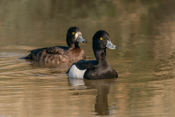 Tufted Duck (Anatidae) at a small lake, pair at the mating season. Arnhem the Netherlands         