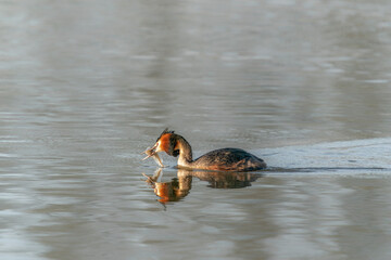 Great crested grebe (Podiceps cristatus) caught fish prey in beak. Colorful water bird. Gelderland in the Netherlands.             