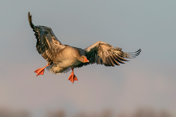  Greylag Goose (Anser anser) in flight. Landing on the water in the Netherlands. Wide spread wings....