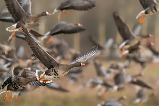  A group of Greater White-fronted Goose (Anser albifrons) in flight.   Gelderland in the Netherlands.     